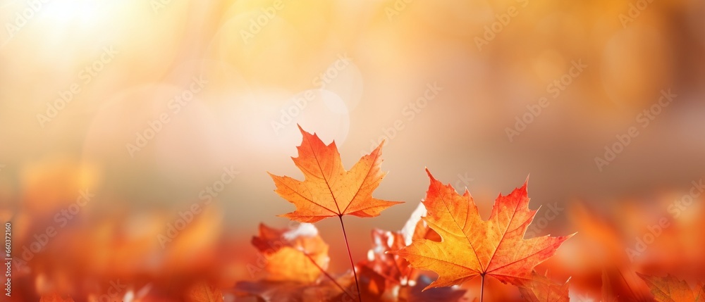 Fototapeta premium Autumn Maple Leaves in Sunlight