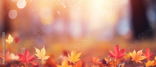 Autumn Maple Leaves in Sunlight © Maximilien
