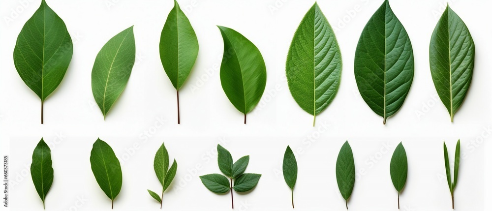 Beautiful Shapely Green Leaves Set
Beautiful Shapely Green Leaves Set
