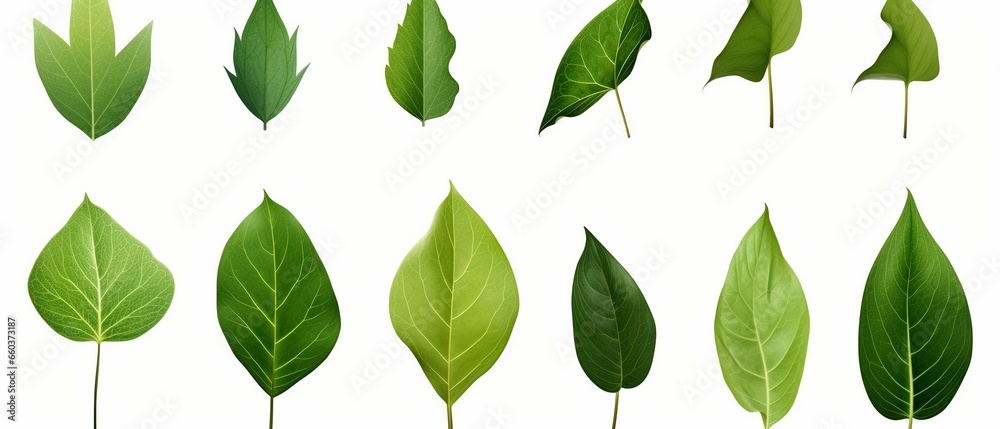 Beautiful Shapely Green Leaves Set
Beautiful Shapely Green Leaves Set