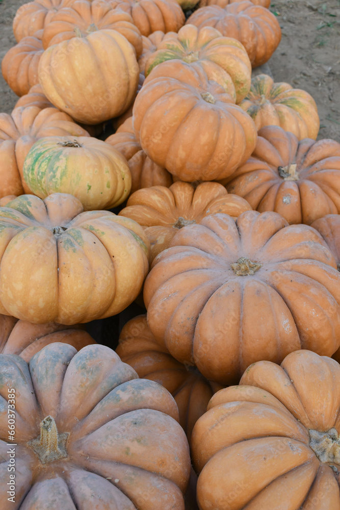 orange pumpkins photographed from close up on a farm.