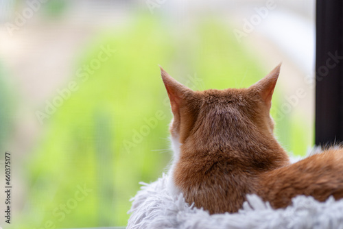 窓の外を眺める猫　茶トラ白 photo