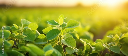 Soybean plant in cultivated field protection of crops With copyspace for text photo