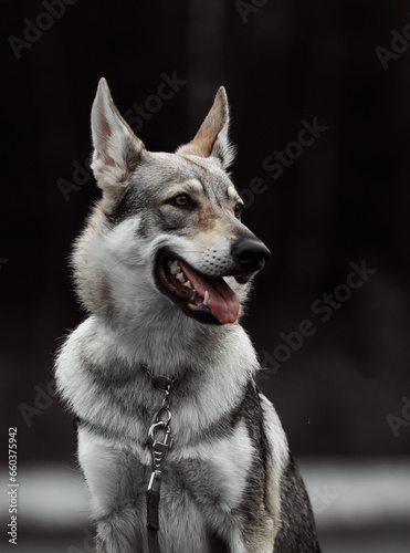 Wallpaper Mural Czechoslovakian Wolfdog, Saarloos Wolfdog, Tamaskan Dog, Cane Lupino del Gigante wolf, wolves play Torontodigital.ca