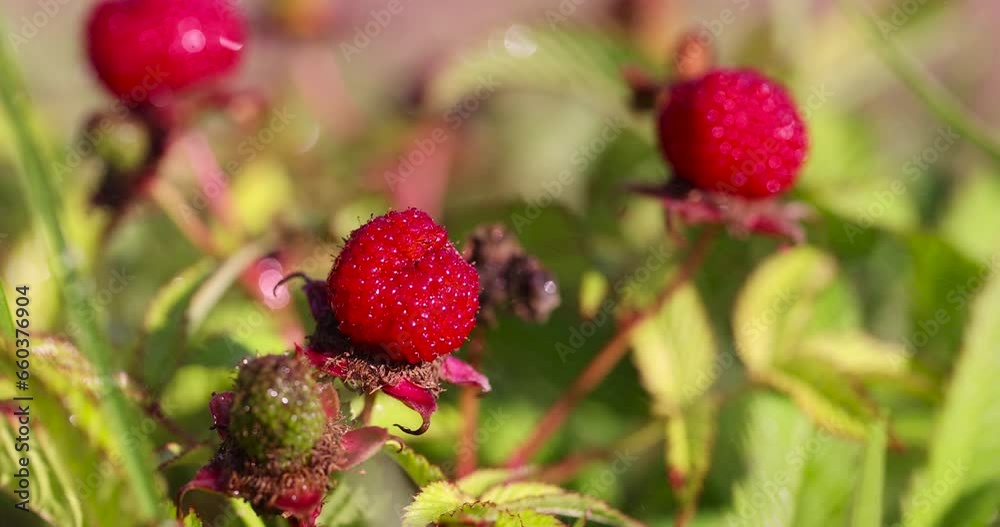red berries on the shrub in summer, edible red berries red berries on the shrub in summer, edible red berries