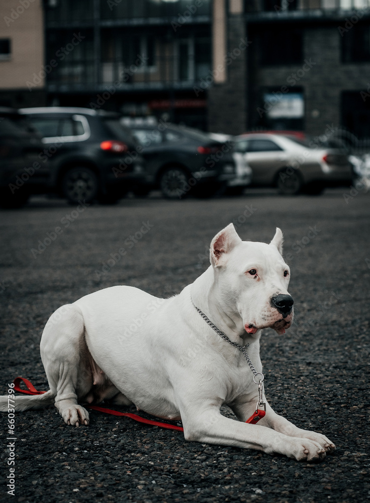 custom made wallpaper toronto digitalStaffordshire Terrier Argentine Dog pit Bull Terrier American Staffordshire Terrier Staff