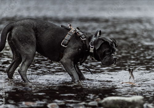Cane Corso playing in the water
