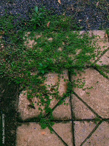 plant on the path