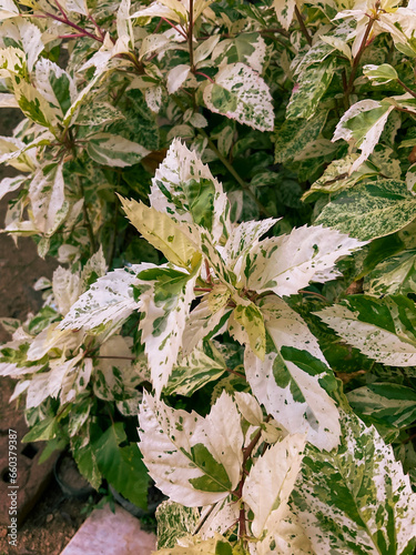 close up of hibiscus leaves