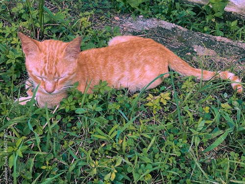 ginger cat on the grass