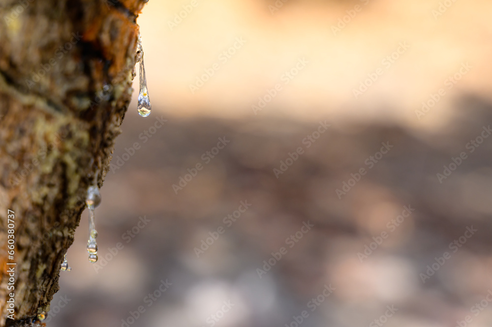 Selective focus on big mastic drops oozes in tears out of the branch of a mastic tree. The resin mastic brightens and twinkles in the sunlight. Vertical pic. Beautiful bokeh background. Chios, Greece. Selective focus on big mastic drops oozes in tears out of the branch of a mastic tree. The resin mastic brightens and twinkles in the sunlight. Vertical pic. Beautiful bokeh background. Chios, Greece.