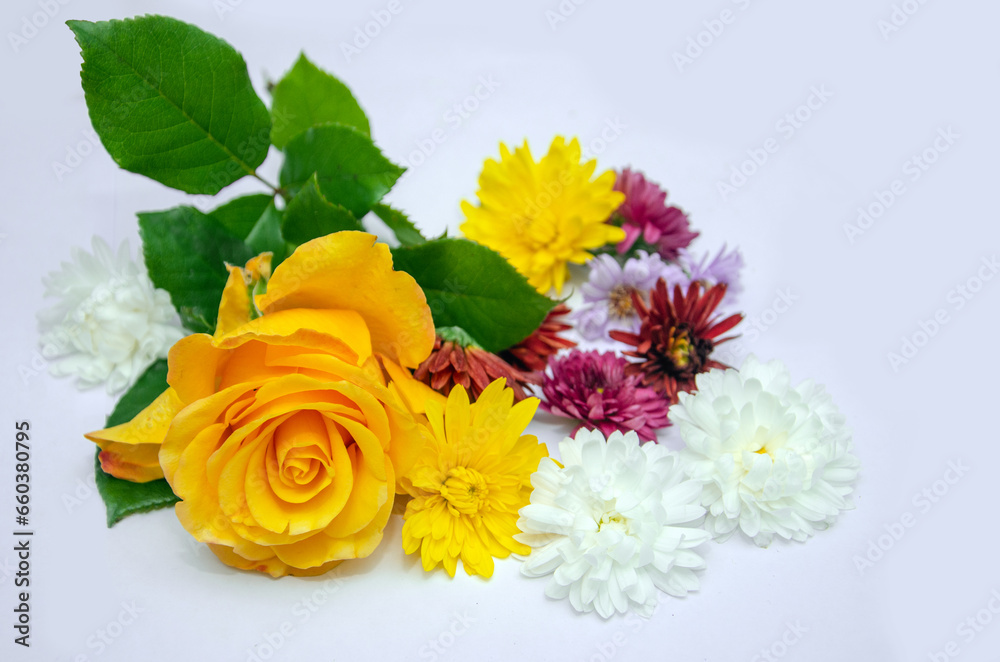 Fototapeta premium yellow rose and colorful chrysanthemums on white isolated background, background with autumn flowers, autumn flowers