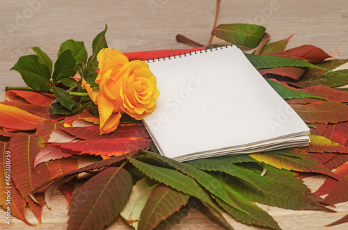 yellow rose and notebook with blank sheet of paper on colorful autumn leaf. Autumn mockup