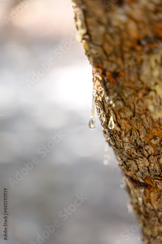 Wallpaper Mural Selective focus on big mastic drops oozes in tears out of the branch of a mastic tree. The resin mastic brightens and twinkles in the sunlight. Vertical pic. Beautiful bokeh background. Chios, Greece. Torontodigital.ca
