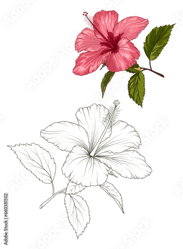 Hibiscus beautiful blooming flower isolated on white background. Closeup macro detailed view. Color black white outline sketch drawing set. Exotic tropical spring summer botanical vector design.