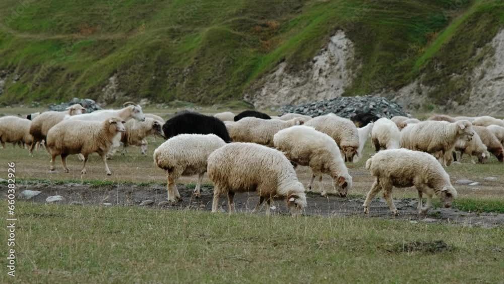 Concept of farming and agriculture. A huge flock of sheep graze on green meadows in the mountains of Georgia. Kazbegi region Truso Valley gorge. Horizontal slow motion 4k footage Concept of farming and agriculture. A huge flock of sheep graze on green meadows in the mountains of Georgia. Kazbegi region Truso Valley gorge. Horizontal slow motion 4k footage