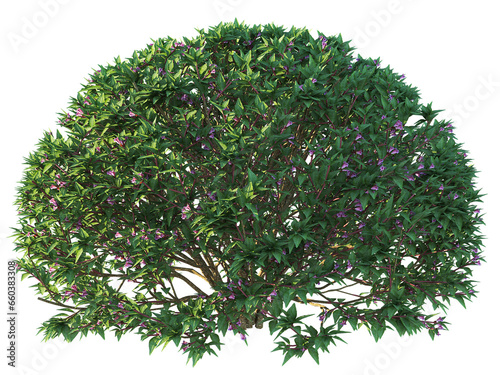 Collection of isolated vegetation