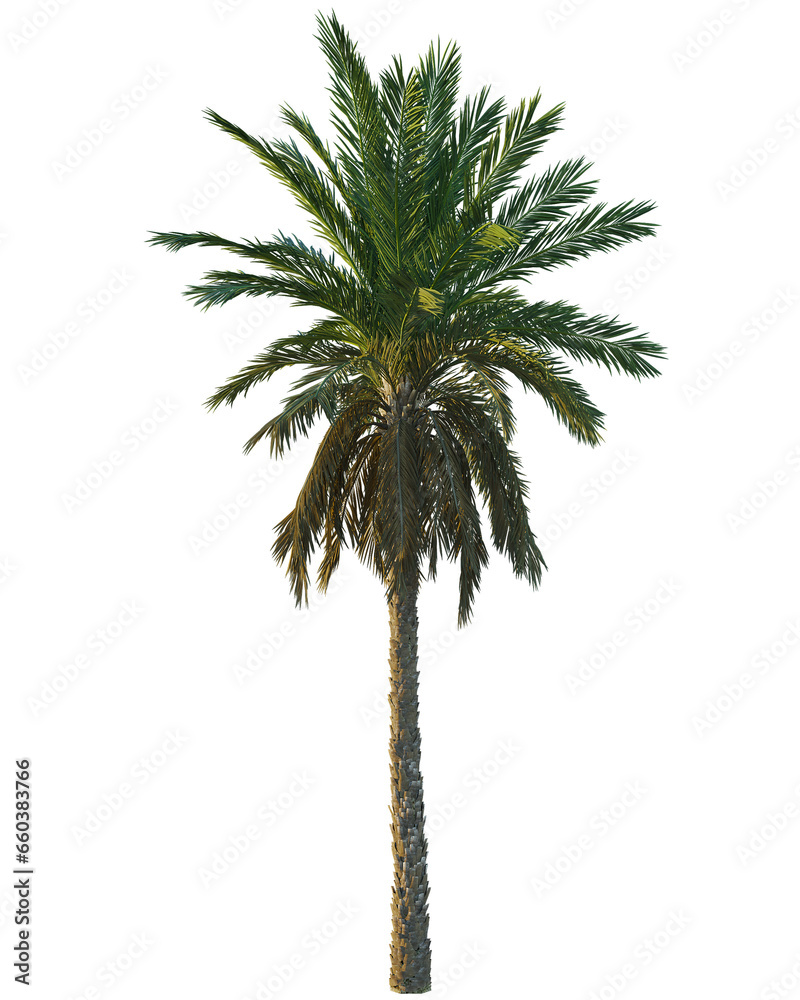 Fototapeta premium Collection of isolated vegetation