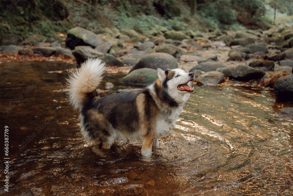 Fototapeta premium Dog Siberian Husky swimming on the green forest. 