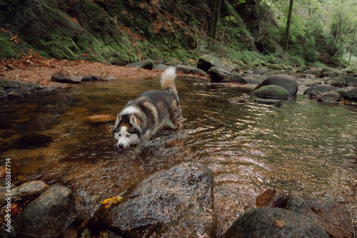 Dog Siberian Husky swimming on the green forest. 