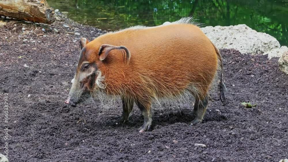 Red river hog, Potamochoerus porcus, also known as the bush pig. This pig has an acute sense of smell to locate food underground. Red river hog, Potamochoerus porcus, also known as the bush pig. This pig has an acute sense of smell to locate food underground.