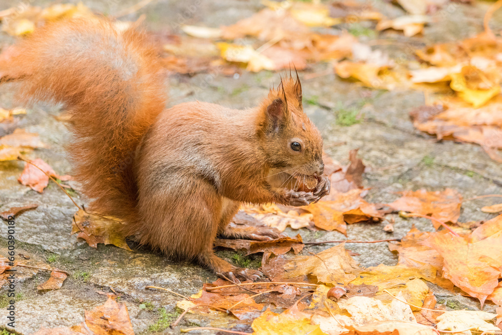Close up view of a red squirrel captured at the Lazienki park, Warsaw, Poland. Close up view of a red squirrel captured at the Lazienki park, Warsaw, Poland.