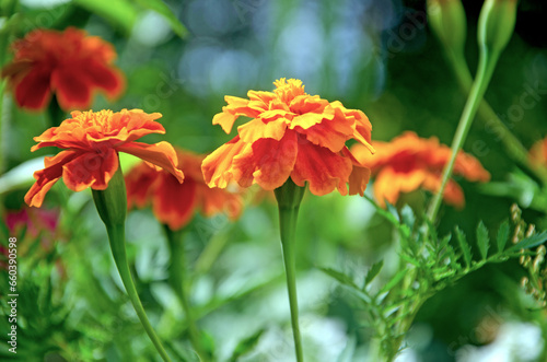 marigold flowers, flowering of marigolds in natural conditions