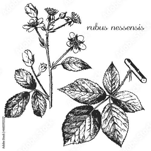 rubus nessensis, blackberry, blackberry branch, blackberry blossoms, monochrome flower, medicinal plant, medicinal herbs, black and white design