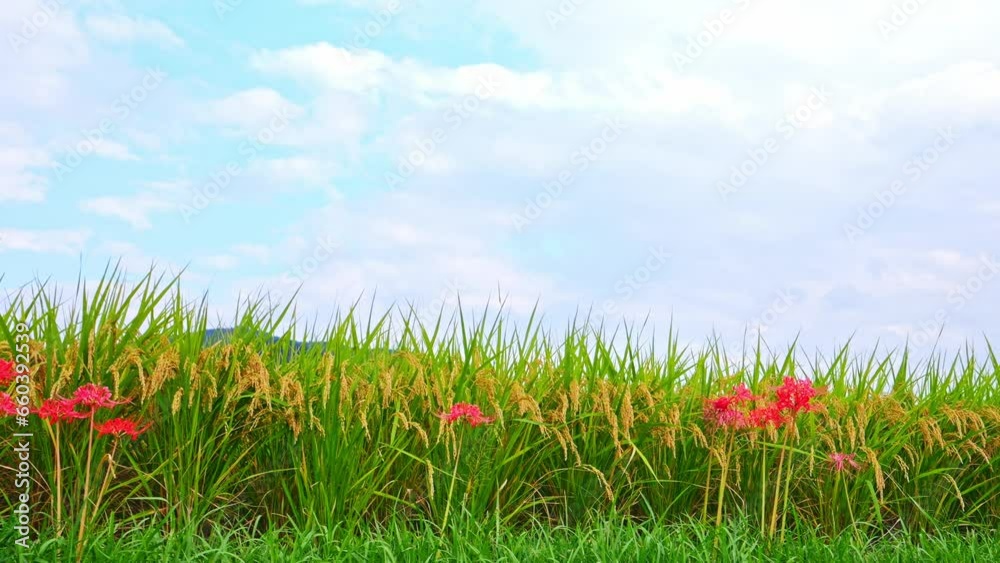 Japanese nature, red spider lily and rice field Japanese nature, red spider lily and rice field