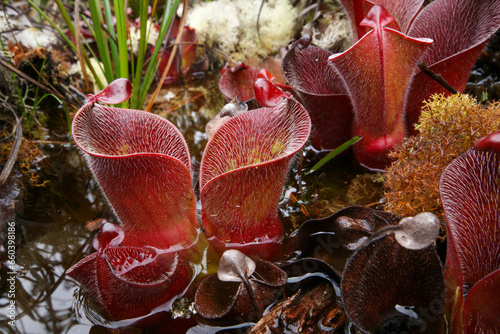 Red hairy pitchers of the carnivorous pitcher plant Heliamphora minor var. pilosa, in natural habitat on Auyan Tepui, Venezuela photo