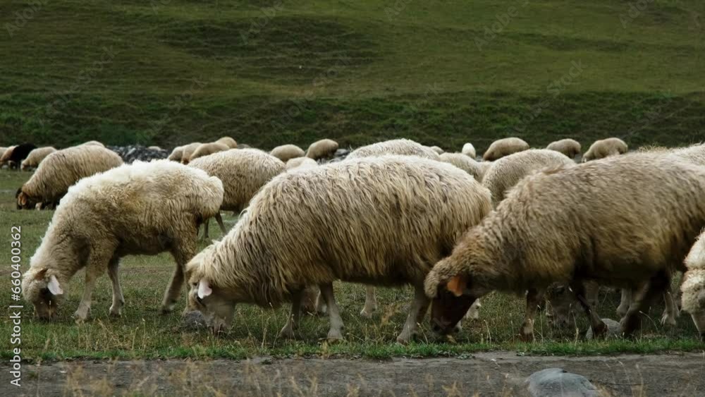 Concept of farming and agriculture. A huge flock of sheep graze on green meadows in the mountains of Georgia. Kazbegi region Truso Valley gorge. Horizontal slow motion 4k footage Concept of farming and agriculture. A huge flock of sheep graze on green meadows in the mountains of Georgia. Kazbegi region Truso Valley gorge. Horizontal slow motion 4k footage