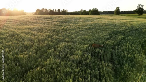Roe deer, capreolus capreolus, doe feeding and looking around on misty meadow with beautiful sunset. Wildlife in natural habitat. Deer on a green field with a forest in the background in Latvia