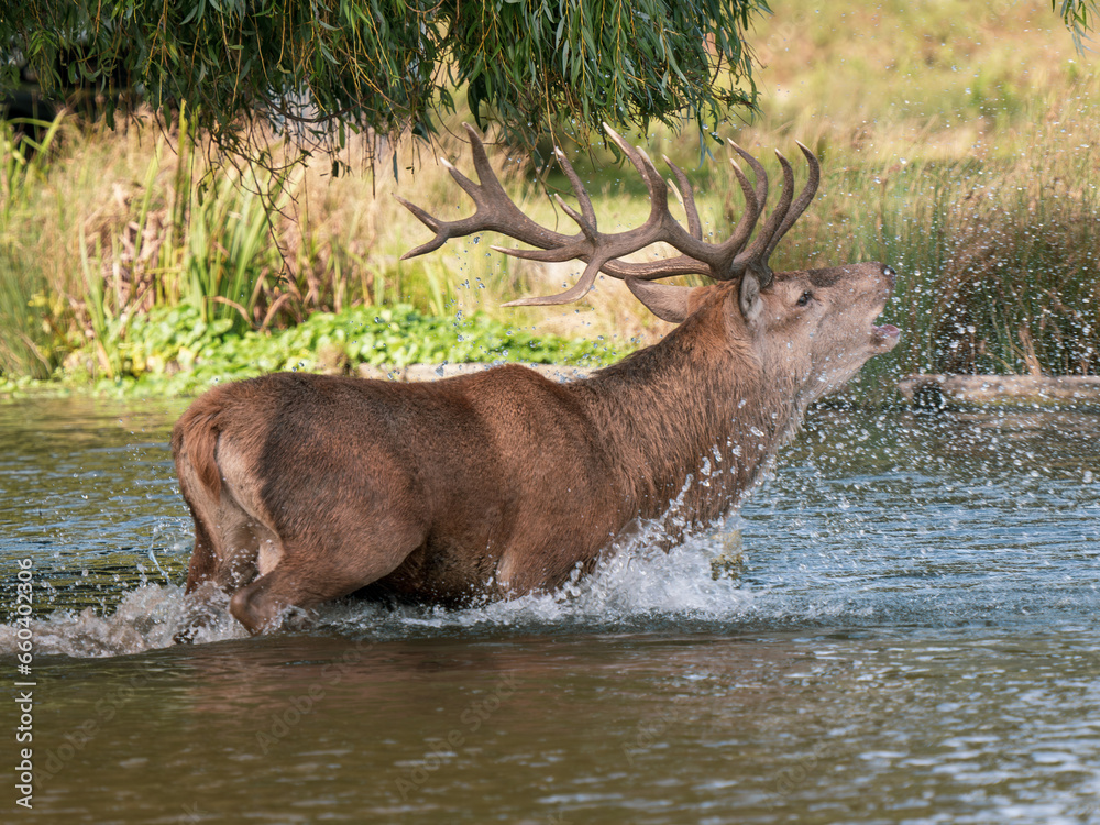 Red Deer Bellowing During the Rut Red Deer Bellowing During the Rut