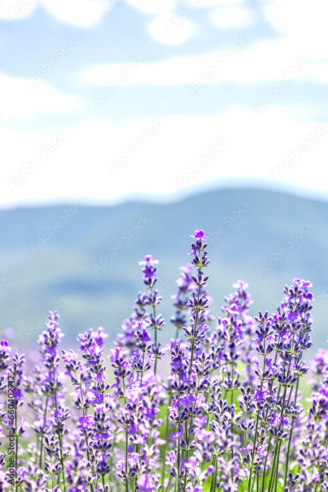 close-up of blooming lavender. Lavender field in the mountains. Aromatherapy. Antistress. Mental health. Beautiful floral background, purple flowers. Place for text