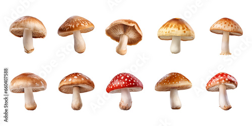 mushroom collection isolated on transparent background © agungai