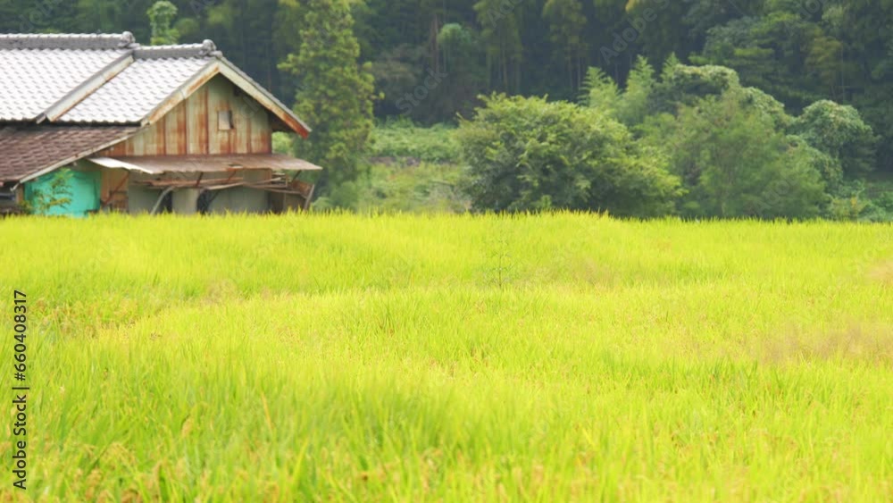 Golden paddy field and countryside village Golden paddy field and countryside village