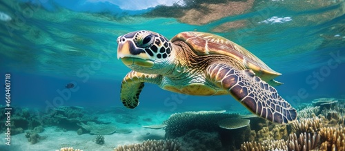 Turtle spotted on Great Barrier Reef With copyspace for text