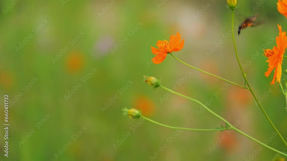 A hawk moth sucking the nectar of an orange cosmos