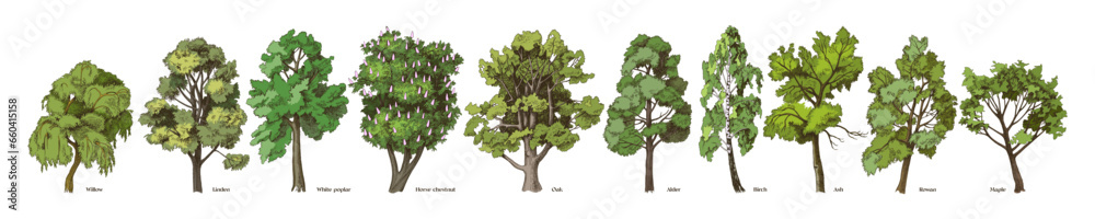 Obraz premium Hand drawn decidious trees collection