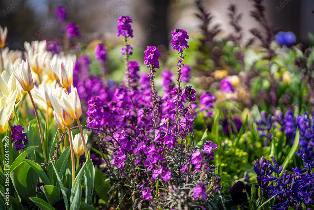Purple Crocus Flowers in Spring. High quality photo Purple Crocus Flowers in Spring. High quality photo