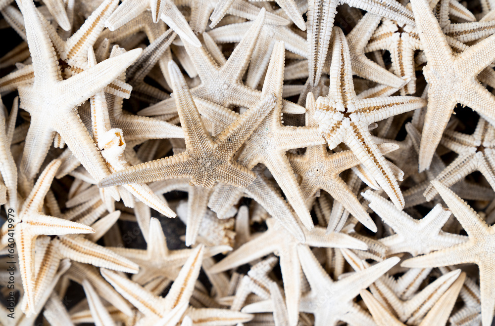 red caribbean starfish. starfish background red caribbean starfish. starfish background