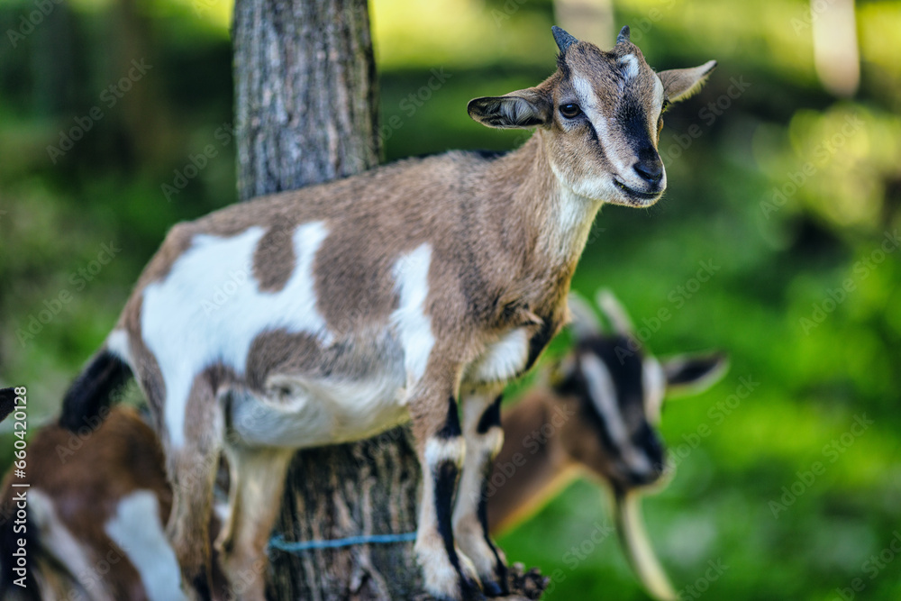 Forested goats highlight versatility in human life Forested goats highlight versatility in human life