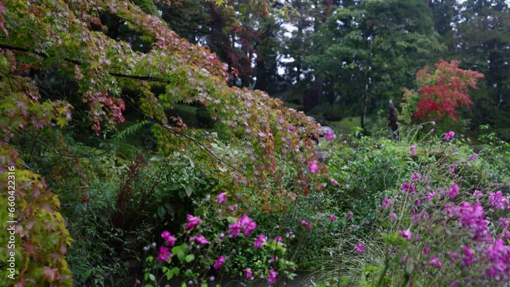 The maple leaves that have begun to change color are wet from the rain. The maple leaves that have begun to change color are wet from the rain.