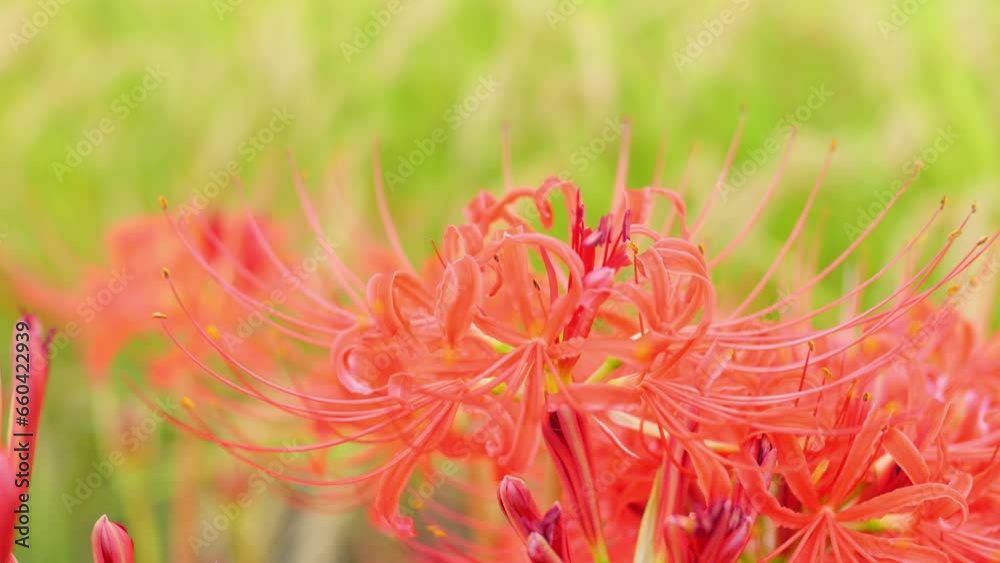 Japanese nature, red spider lily and rice field Japanese nature, red spider lily and rice field