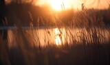 a forest of reeds at sunset _Generative AI