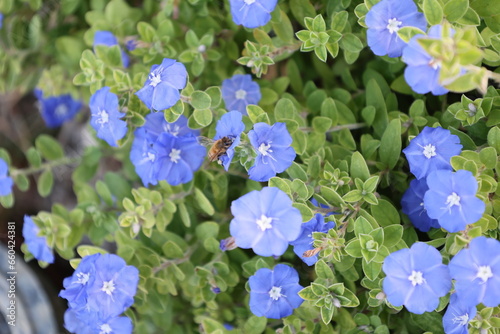 群生するBlue dazeの花