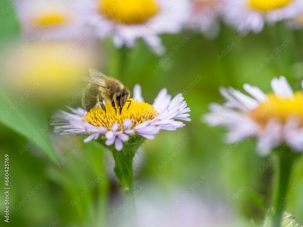 a bee on a flower near some yellow flowers and green leaves a bee on a flower near some yellow flowers and green leaves