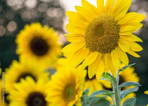 some sunflowers in the sun and some grass with leaves