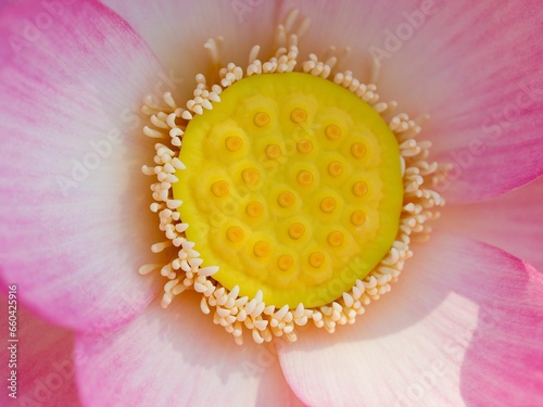 close - up photo of the center of a lotus flower