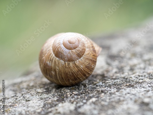 a snail sitting on top of a piece of rock next to a green plant